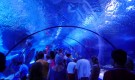 Чудесный аквариум. Отличная экскурсия для взрослых с детьми